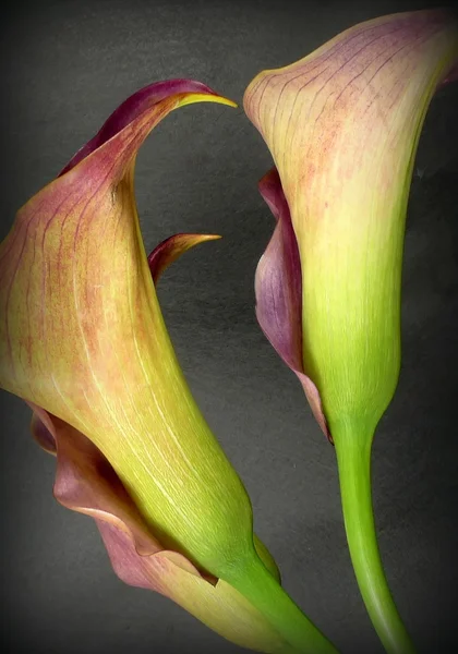 Calla — Photo