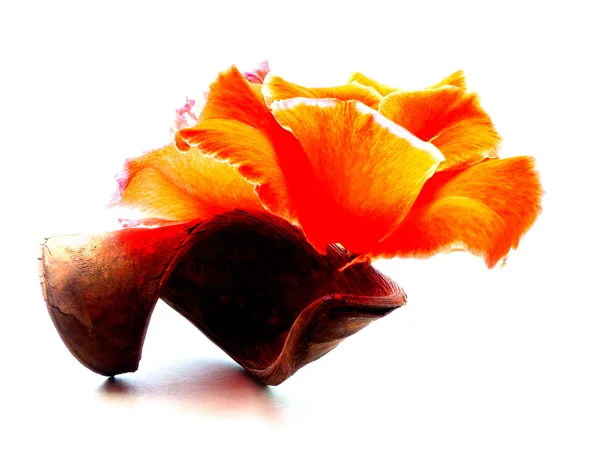 Gladiole orange — Photo