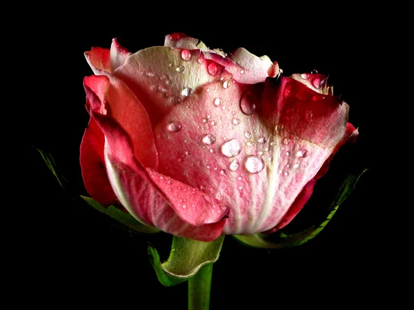 A vízcseppek a vörös rózsa — Stock Fotó