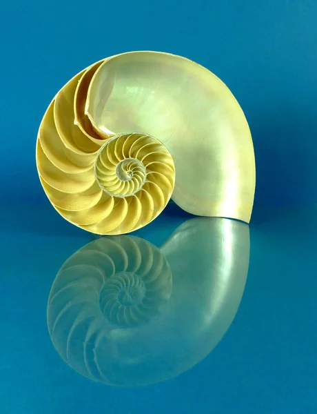 Fél nautilus Stock Fotó