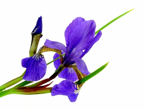 Iris — Stok fotoğraf