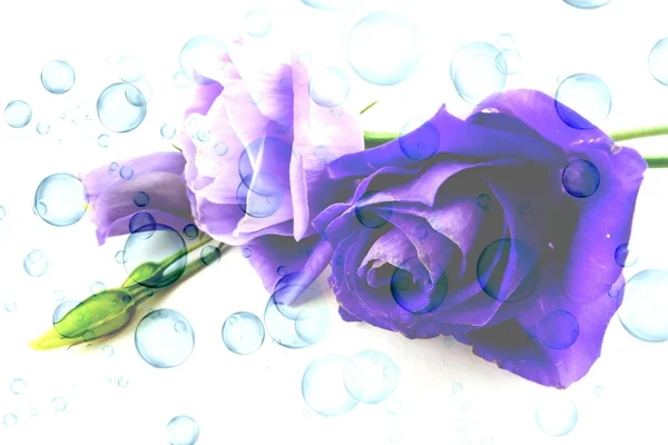 Lisianthus — Stock Photo, Image