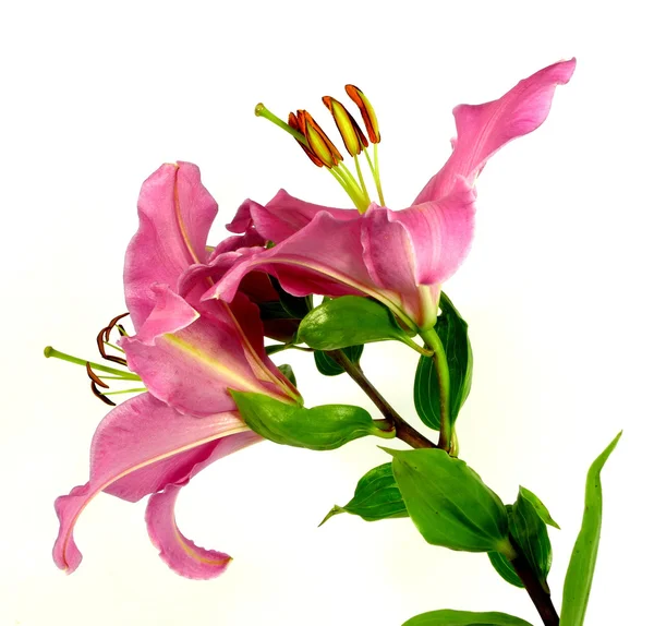 Pink lily — Stock Photo, Image