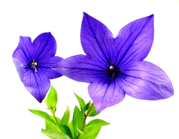 파란 풍선 꽃 — 스톡 사진