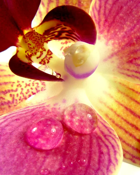 Macro d'orchidée — Photo