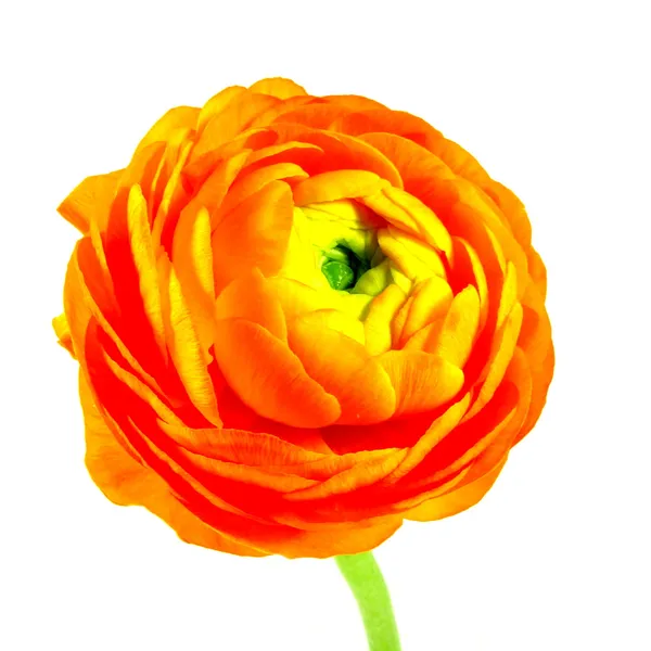 Orange ranunculus — Stock Photo, Image
