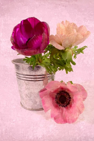 Anemone — Stock Photo, Image