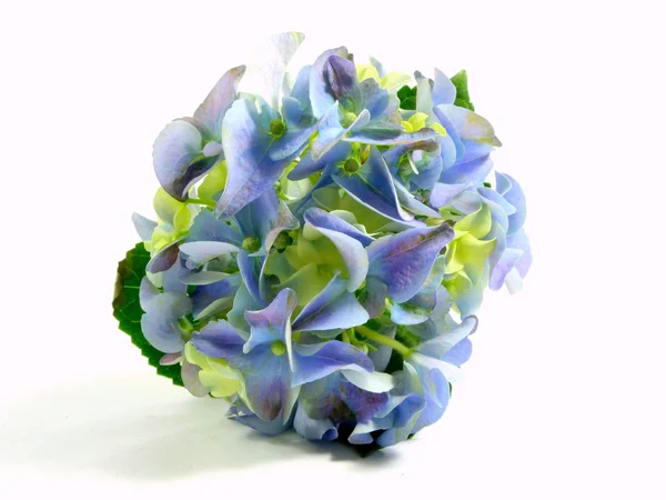 Hydrangea — Stock Photo, Image