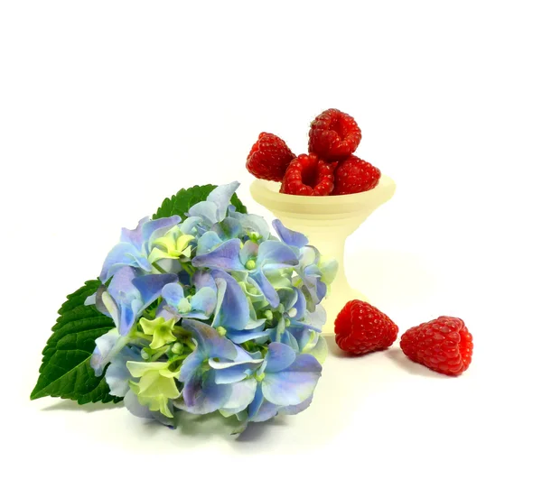 Hydrangea blossom with raspberry — Stock Photo, Image