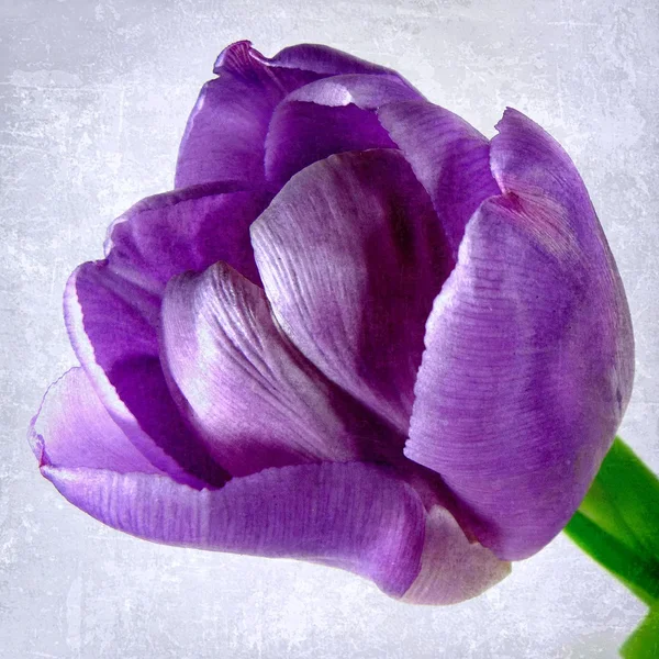 Tulipa-malva — Fotografia de Stock