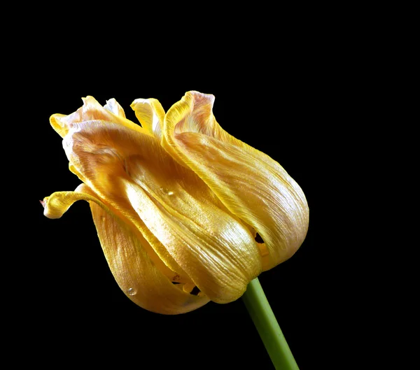 Wilting tulip — Stock Photo, Image