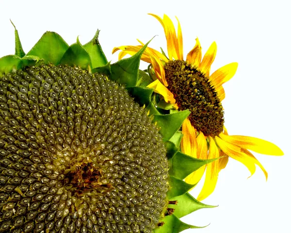 Wilting sunflower — Stock Photo, Image