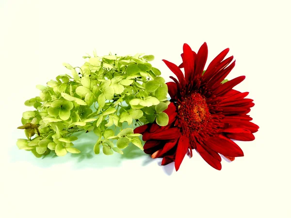 Gerbera with hydrangea — Stock Photo, Image