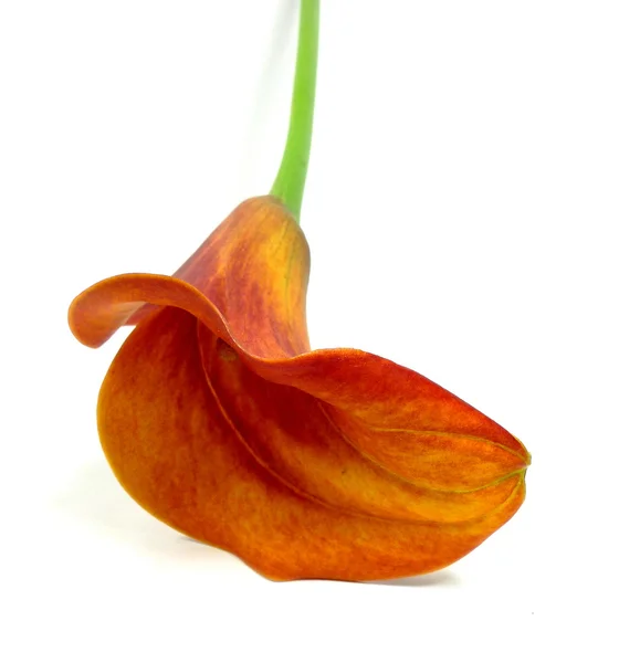 Orange calla — Stock Photo, Image