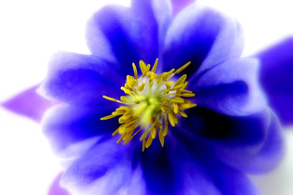 Aquilegia — Stock Photo, Image