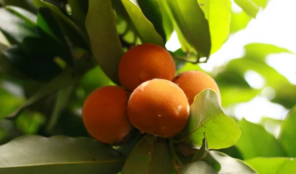 Velvet Apple Fruit Bisbul Hanging Branch 免版税图库照片