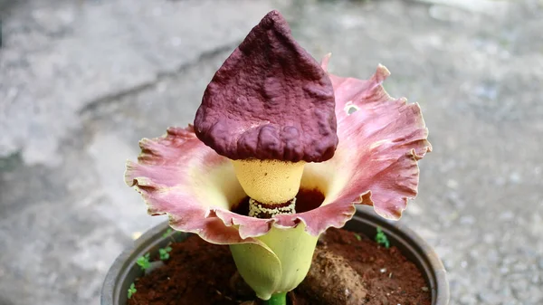 Corpse Flower Amorphophallus Blooming Obraz Stockowy