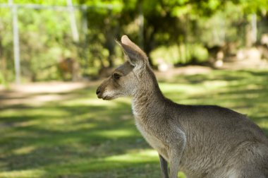 Australian kangaroo clipart