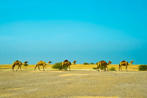 Καμήλες, περπατώντας μέσα από την έρημο — Φωτογραφία Αρχείου