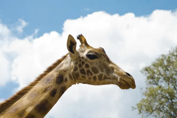 Verärgerte Giraffe — Stockfoto