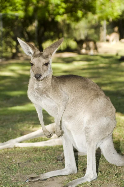 Australian kangaroo — Stock Photo, Image