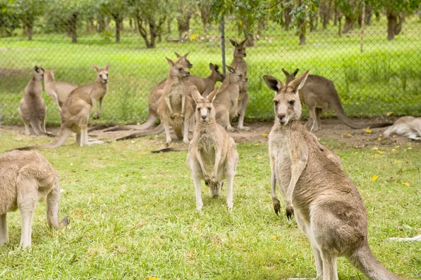 Kangaroo — Stock Photo, Image