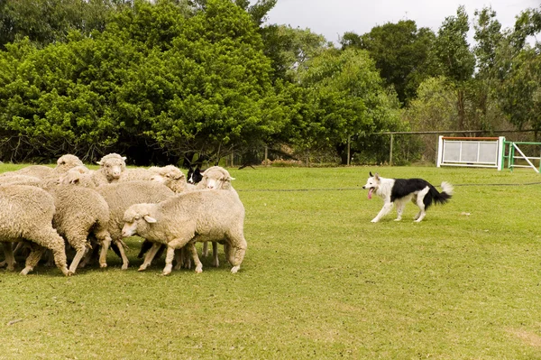 Perro de oveja — Foto de Stock