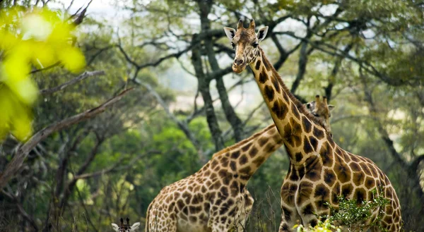 Giraffenfamilie — Stockfoto