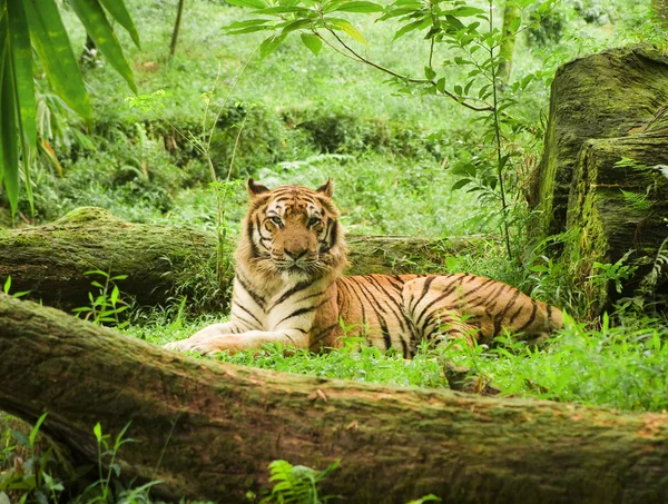 Resting tiger — Stock Photo, Image