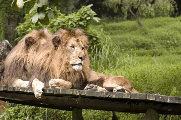 Ormanda oturan aslanlar — Stok fotoğraf