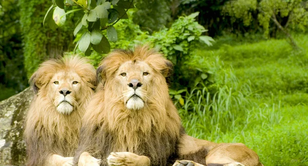 Ormanda oturan aslanlar — Stok fotoğraf