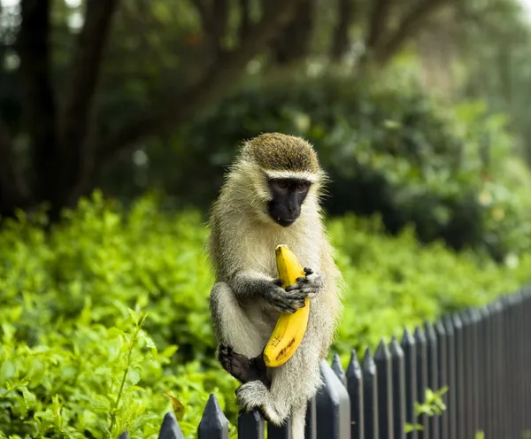Monkey with banana — Stock Photo, Image