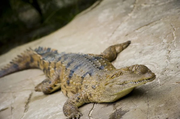 Krokodil Stockfoto