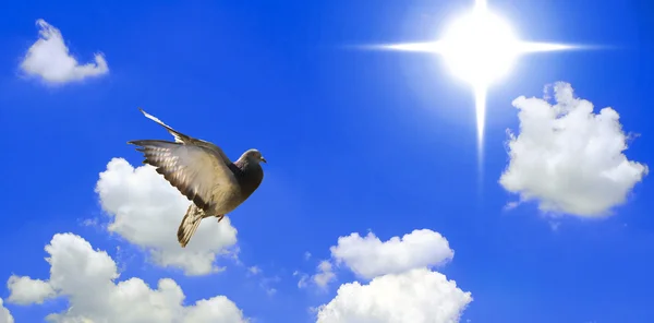 Beautiful dove flying