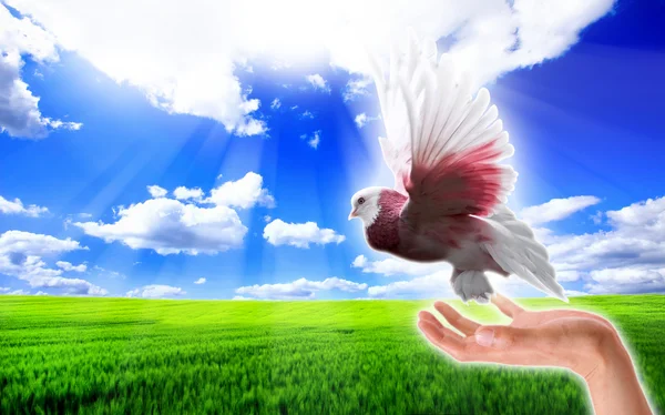 Beautiful dove flying — Stock Photo, Image