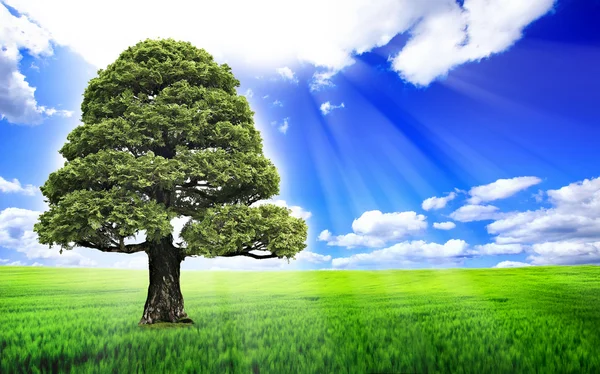 Magical tree — Stock Photo, Image