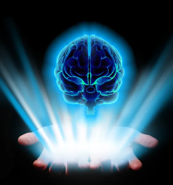 Hands holding brain — Stock Photo, Image