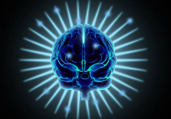 Human brain — Stock Photo © nicunickie1 #23347960