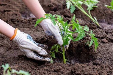 Toprakta filizlenmiş ellerle.