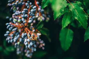 Böğürtlenlerin arka planında altın alyanslar. Gelin ve damadı bir araya getiren bir düğün. Bay ve Bayan genç aile mutlu bir gün. Aşk ve sonsuza dek birlikte. Aşk hikayesi