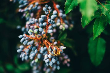 Böğürtlenlerin arka planında altın alyanslar. Gelin ve damadı bir araya getiren bir düğün. Bay ve Bayan genç aile mutlu bir gün. Aşk ve sonsuza dek birlikte. Aşk hikayesi