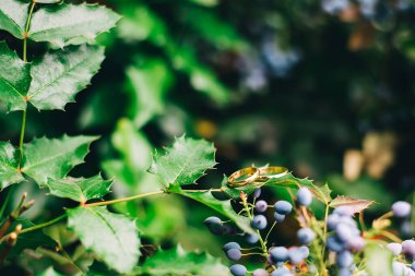 Böğürtlenlerin arka planında altın alyanslar. Gelin ve damadı bir araya getiren bir düğün. Bay ve Bayan genç aile mutlu bir gün. Aşk ve sonsuza dek birlikte. Aşk hikayesi