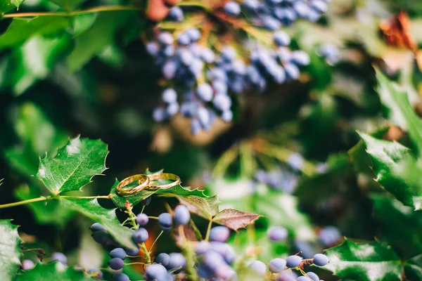 Böğürtlenlerin arka planında altın alyanslar. Gelin ve damadı bir araya getiren bir düğün. Bay ve Bayan genç aile mutlu bir gün. Aşk ve sonsuza dek birlikte. Aşk hikayesi