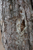 stromová textura kůra stromu. 