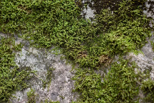 Moos Auf Dem Felsen — Stockfoto