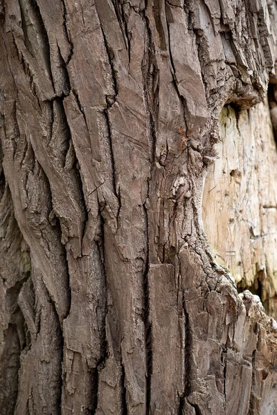Árvore Textura Árvore Casca — Fotografia de Stock
