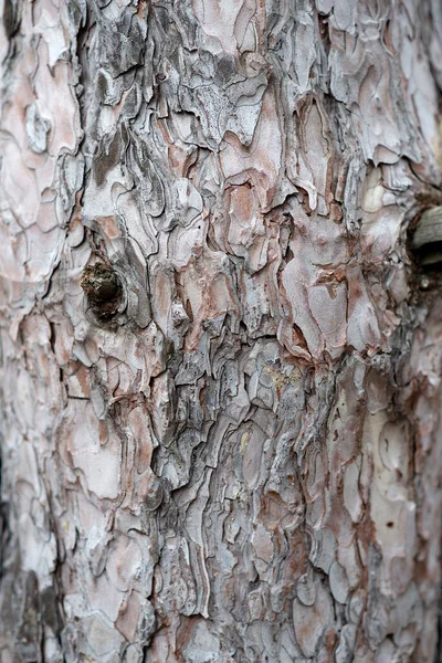 Árvore Textura Árvore Casca — Fotografia de Stock