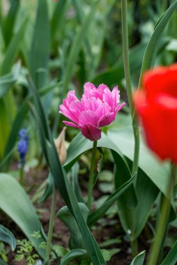 Bahçedeki yeşillik aromalı laleler. Parktaki ilk bahar çiçekleri yumuşak güneş ışığı yaprakları aydınlatır.