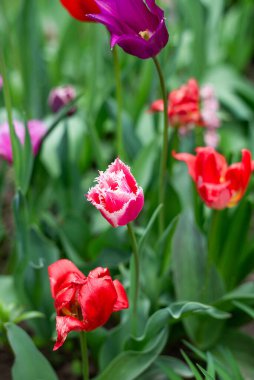 Bahçedeki yeşillik aromalı laleler. Parktaki ilk bahar çiçekleri yumuşak güneş ışığı yaprakları aydınlatır.