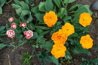 Bahçedeki yeşillik aromalı laleler. Parktaki ilk bahar çiçekleri yumuşak güneş ışığı yaprakları aydınlatır.